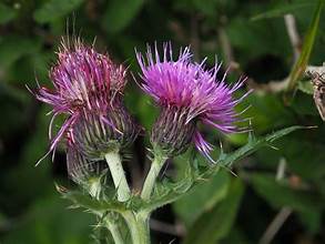 Cirsium japonicum